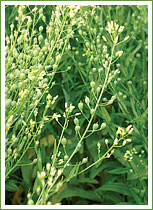 SGuyCamelina