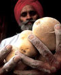 Spud trends: global