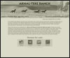 Akhal Teke horse breeding ranch